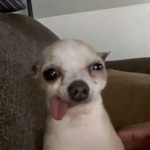 Meet your Posher, Steven